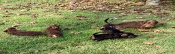 Bassotto Nano cani in vendita: Bassotti Nani Pelo Duro - Figli di Campioni - Annuncio 3