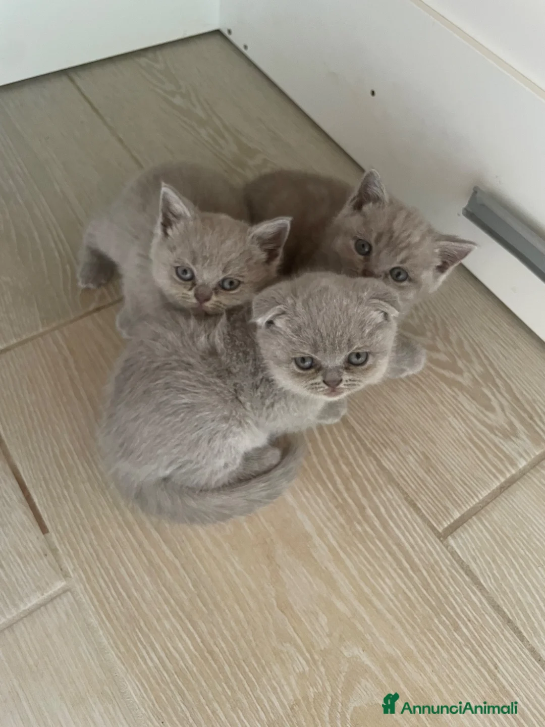 Scottish gatti in vendita: Cucciole di Scottish Fold e Straight a Provincia di Padova - Annuncio 5