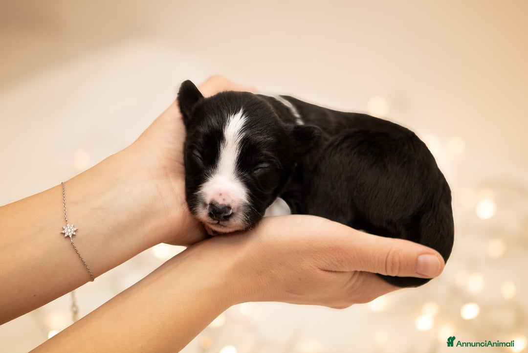 Border Collie cani in vendita: Cuccioli di Border Collie  - Annuncio 4