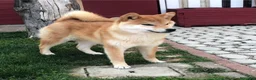 Shiba Inu cani in vendita: SHIBA INU Altissima genealogia cuccioli - Annuncio 3