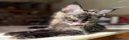 Maine Coon gatti in vendita: Cucciola Maine Coon Black tortie- Pedigree Anfi - Annuncio 4