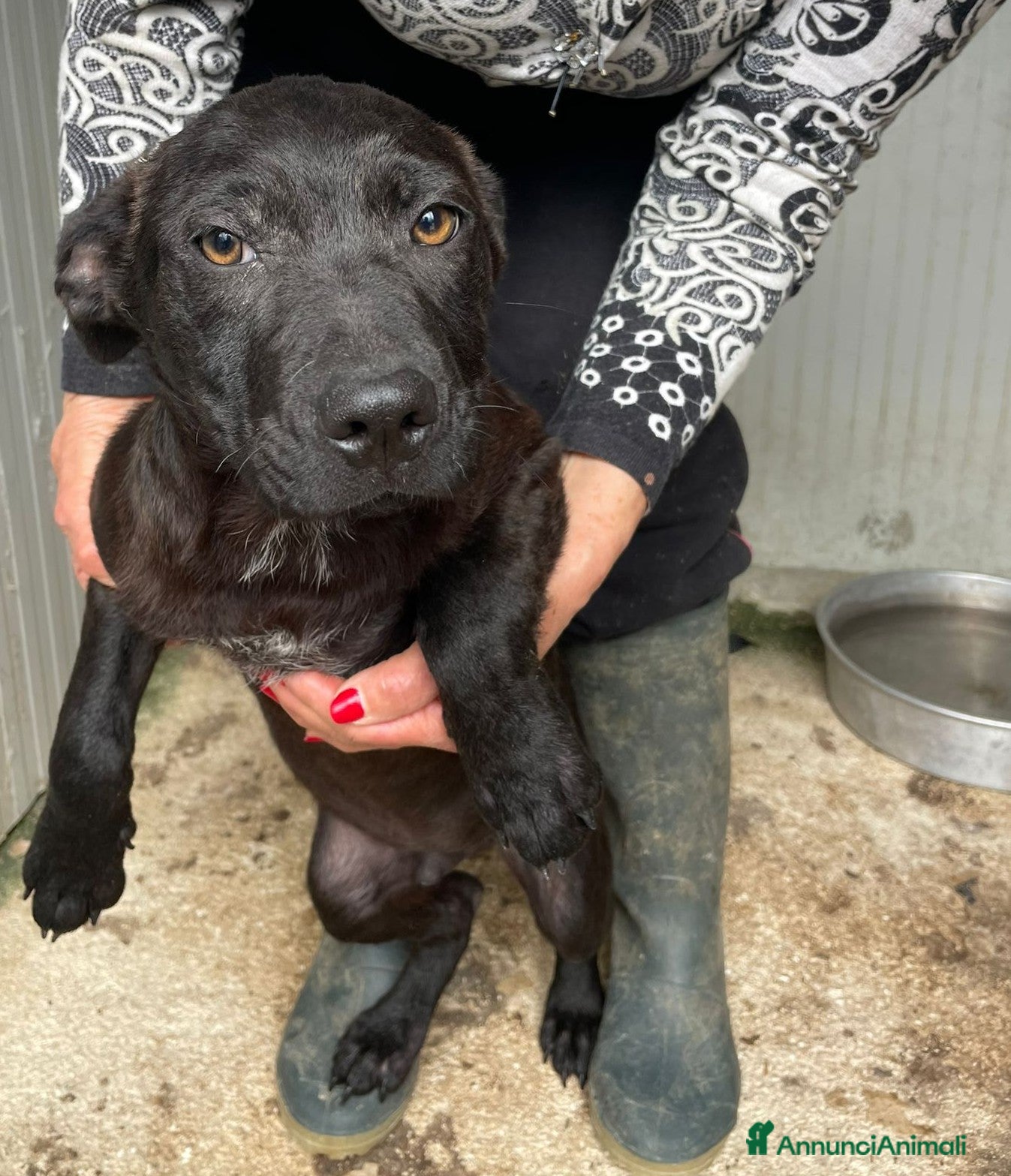 Meticcio cani SOS SOS SOS DOLCE SIMON a Città metropolitana di Milano - Annuncio 10