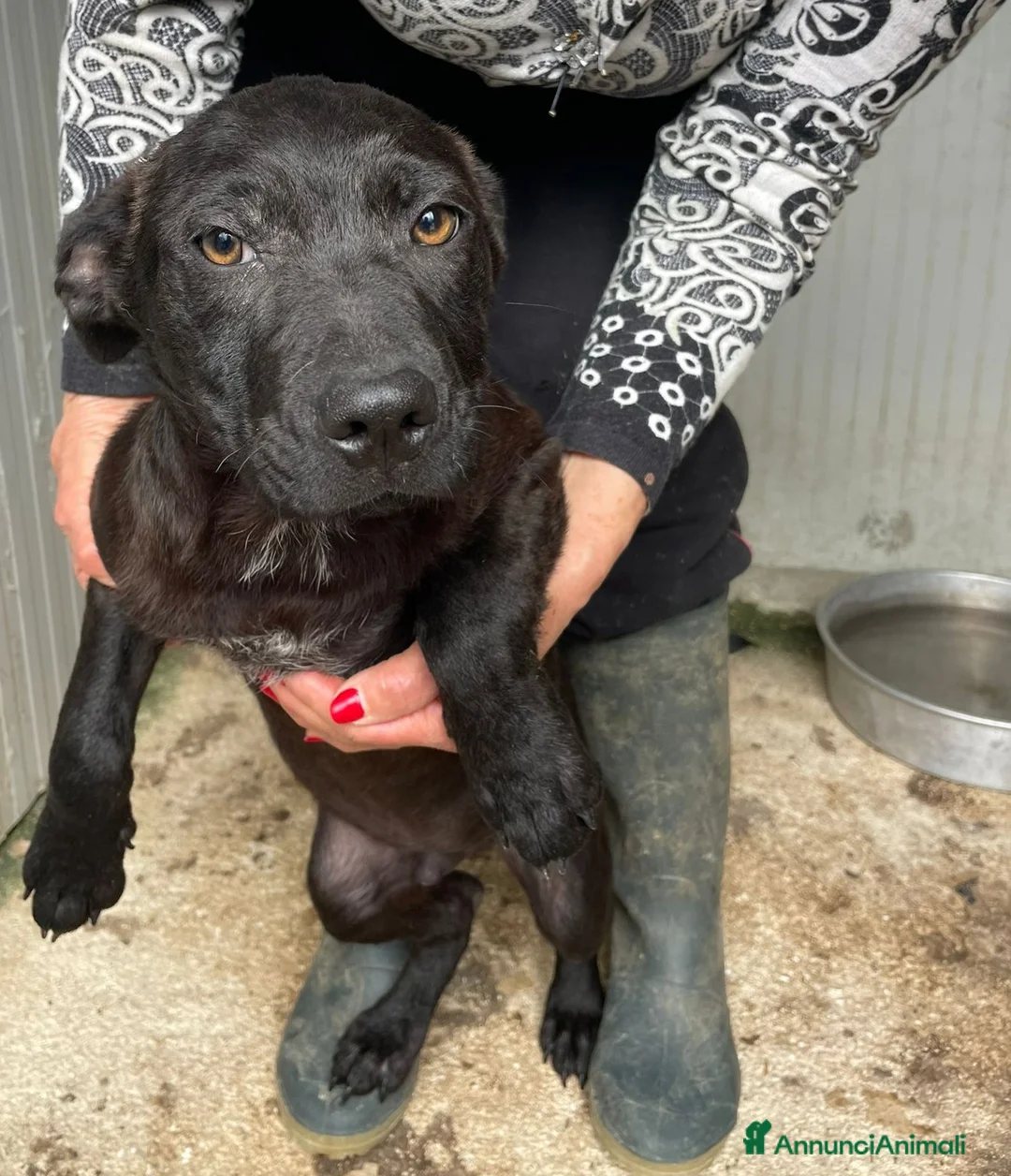 Meticcio cani in regalo: SOS SOS SOS DOLCE SIMON a Città metropolitana di Milano - Annuncio 1