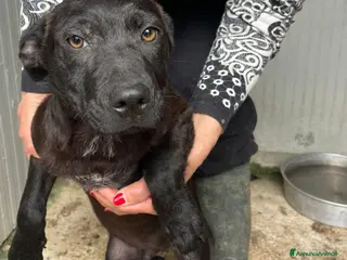 Meticcio cani SOS SOS SOS DOLCE SIMON a Città metropolitana di Milano - Annuncio 10