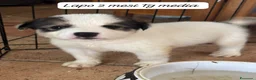 Meticcio cani in regalo: Cuccioli, non hanno chiesto di nascere! a Provincia di Brescia - Annuncio 2