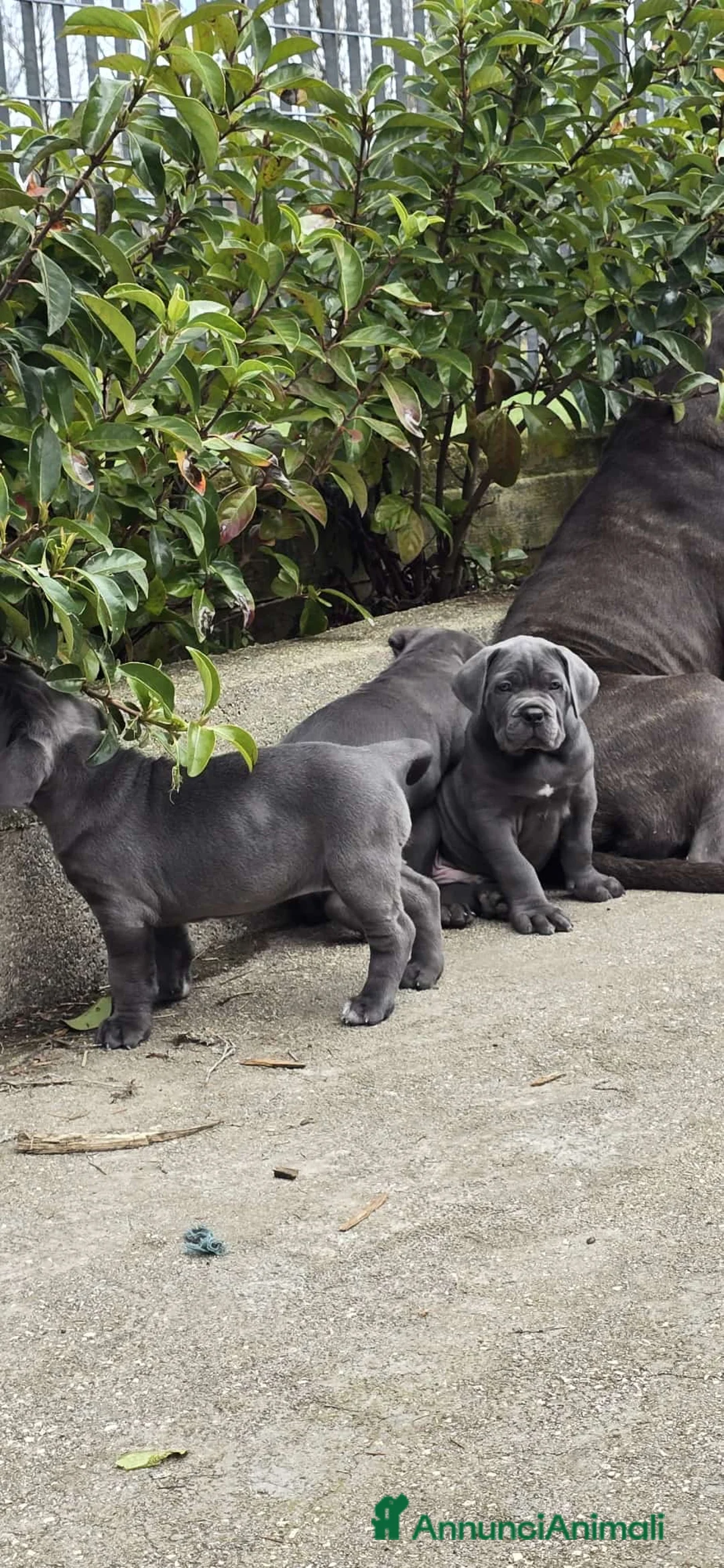 Cane Corso cani in vendita: Cuccioli di Cane Corso - Annuncio 2