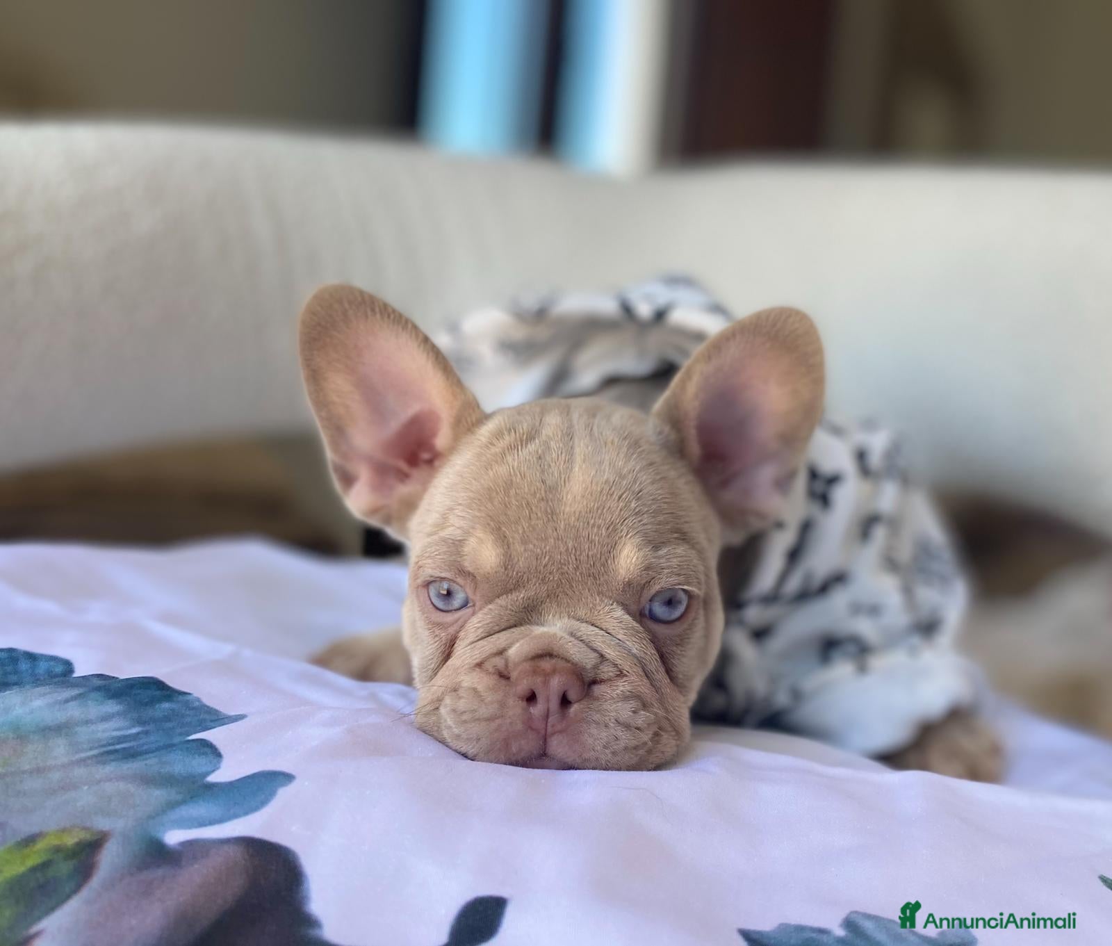 Bulldog Francese cani Splendidi cuccioli Bulldog Francese - Annuncio 2