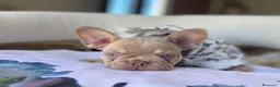 Bulldog Francese cani in vendita: Splendidi cuccioli Bulldog Francese - Annuncio 2