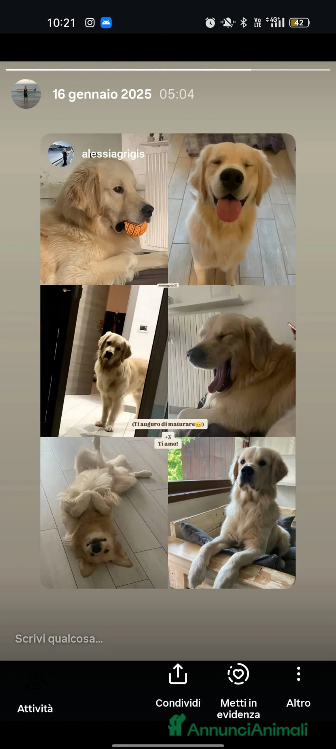 Golden Retriever cani per accoppiamento: stupendo - Annuncio 2
