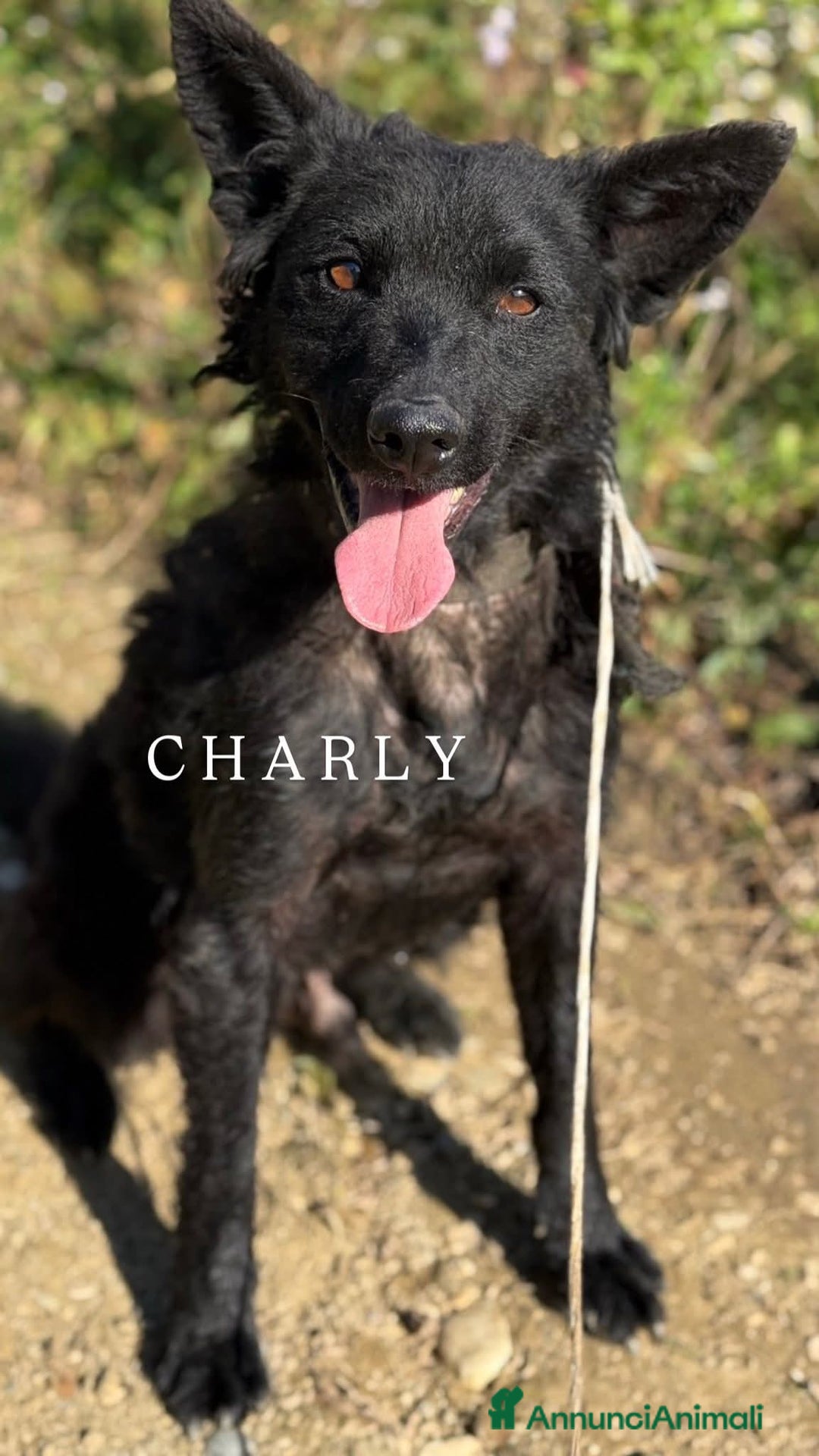 Meticcio cani in regalo: Cani TOTAL BLACK: i cani invisibili!  - Annuncio 11