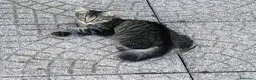 Meticcio gatti in regalo: Foxye - Annuncio 2