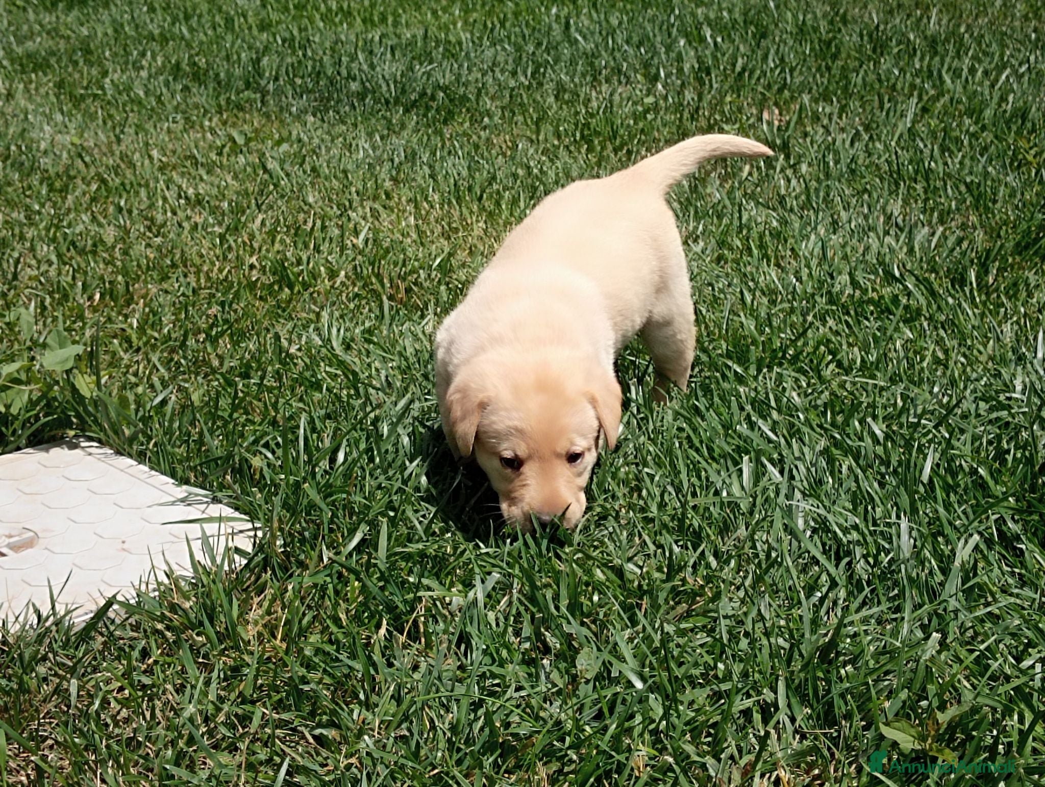 Labrador cani Cucciola di Labrador  - Annuncio 22