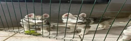 Husky cani in vendita: Husky di 4mesi - Annuncio 6