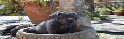 Cane Corso cani in vendita: Cuccioli di cane corso - Annuncio 10