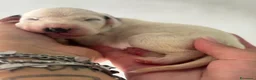 Dalmata cani in vendita: Dalmata  - Annuncio 10