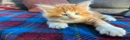 Norvegese gatti in vendita: cucciolo norvegese delle foreste - Annuncio 5