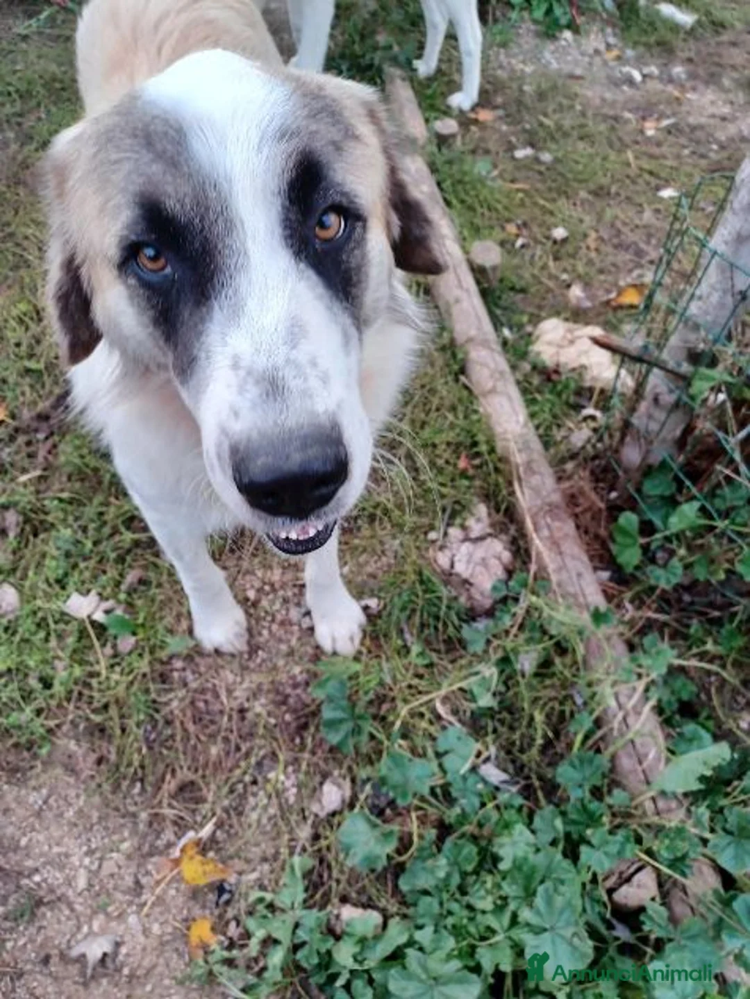 Meticcio cani in regalo: LUCA quanta solitudine 2 anni. 40kg - Annuncio 2