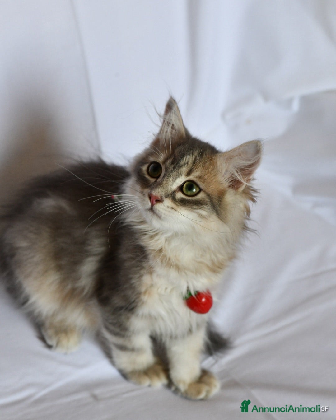 Siberiano gatti Cuccioli di Siberiano con pedigree Anfi - Annuncio 3