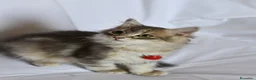 Siberiano gatti in vendita: Cuccioli di Siberiano con pedigree Anfi - Annuncio 1