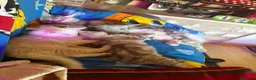 Maine Coon gatti in vendita: Splendida cucciola di Maine coon a Provincia di Verona - Annuncio 2