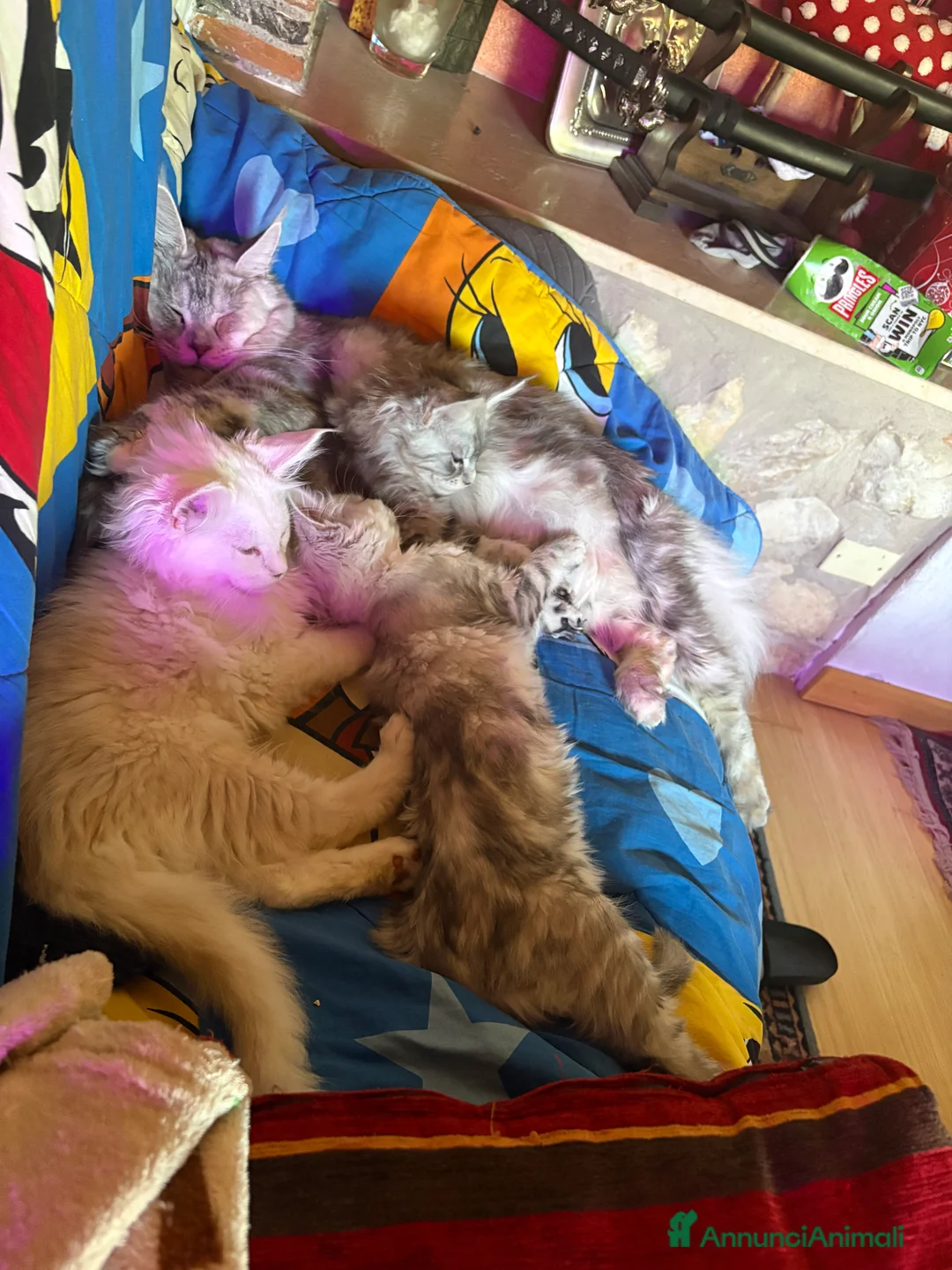 Maine Coon gatti in vendita: Splendida cucciola di Maine coon a Provincia di Verona - Annuncio 2