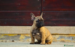 Bulldog Francese cani in vendita: Fulva femmina bulldog francese a Provincia di Rieti - Immagine 6