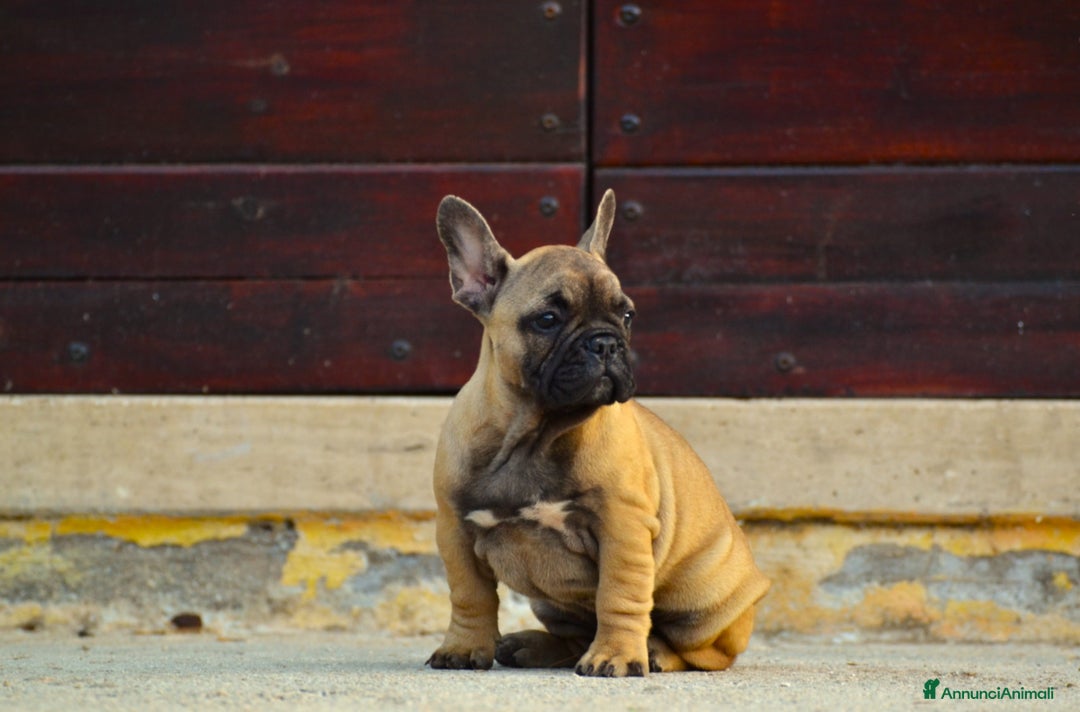 Bulldog Francese cani in vendita: Fulva femmina bulldog francese a Provincia di Rieti - Immagine 6