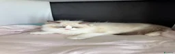 Ragdoll gatti in vendita: Cuccioli Ragdoll - Annuncio 4