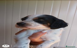 Setter Inglese cani in vendita: cuccioli in vendita - Immagine 3