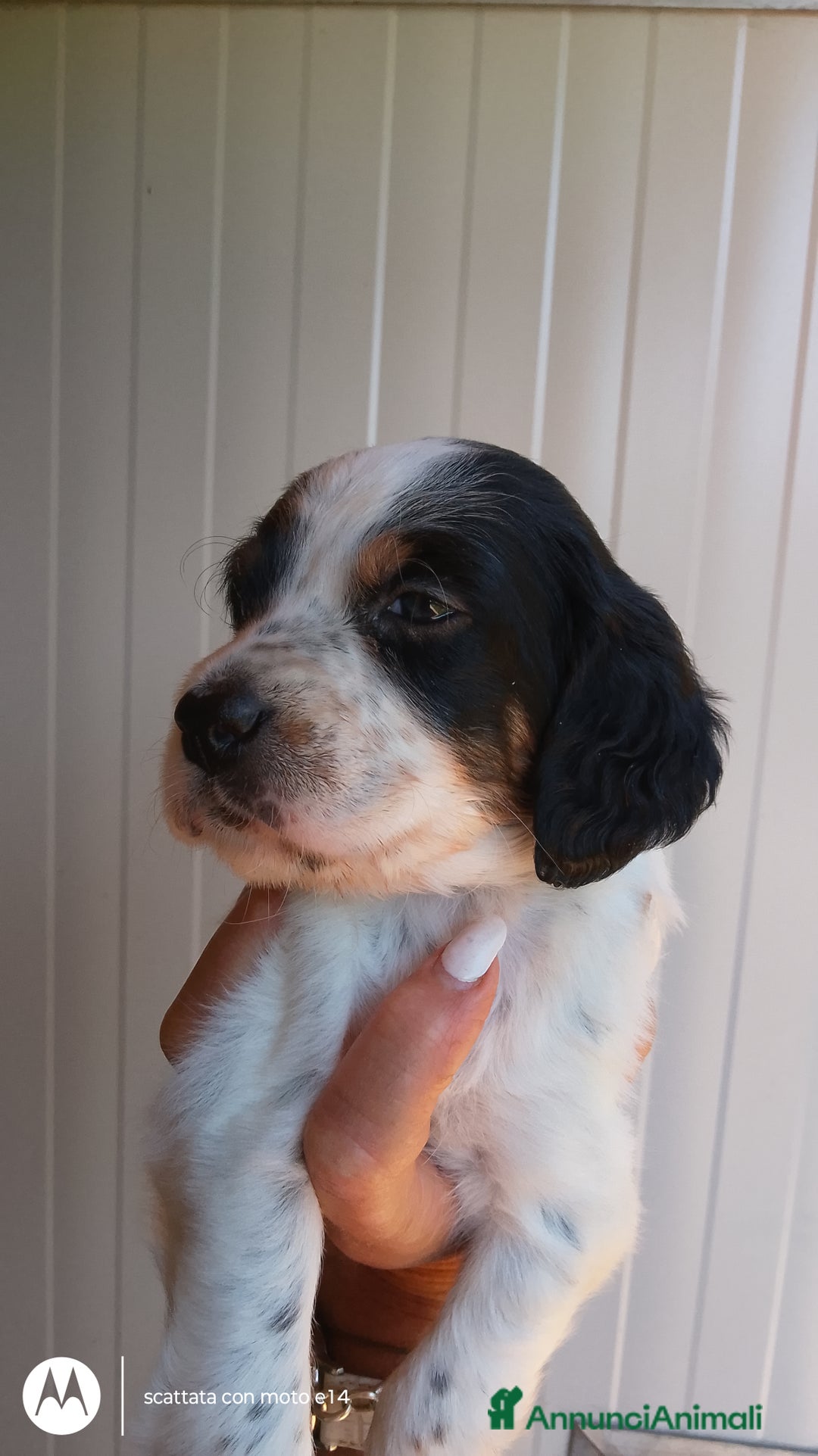 Setter Inglese cani in vendita: cuccioli in vendita - Immagine 3