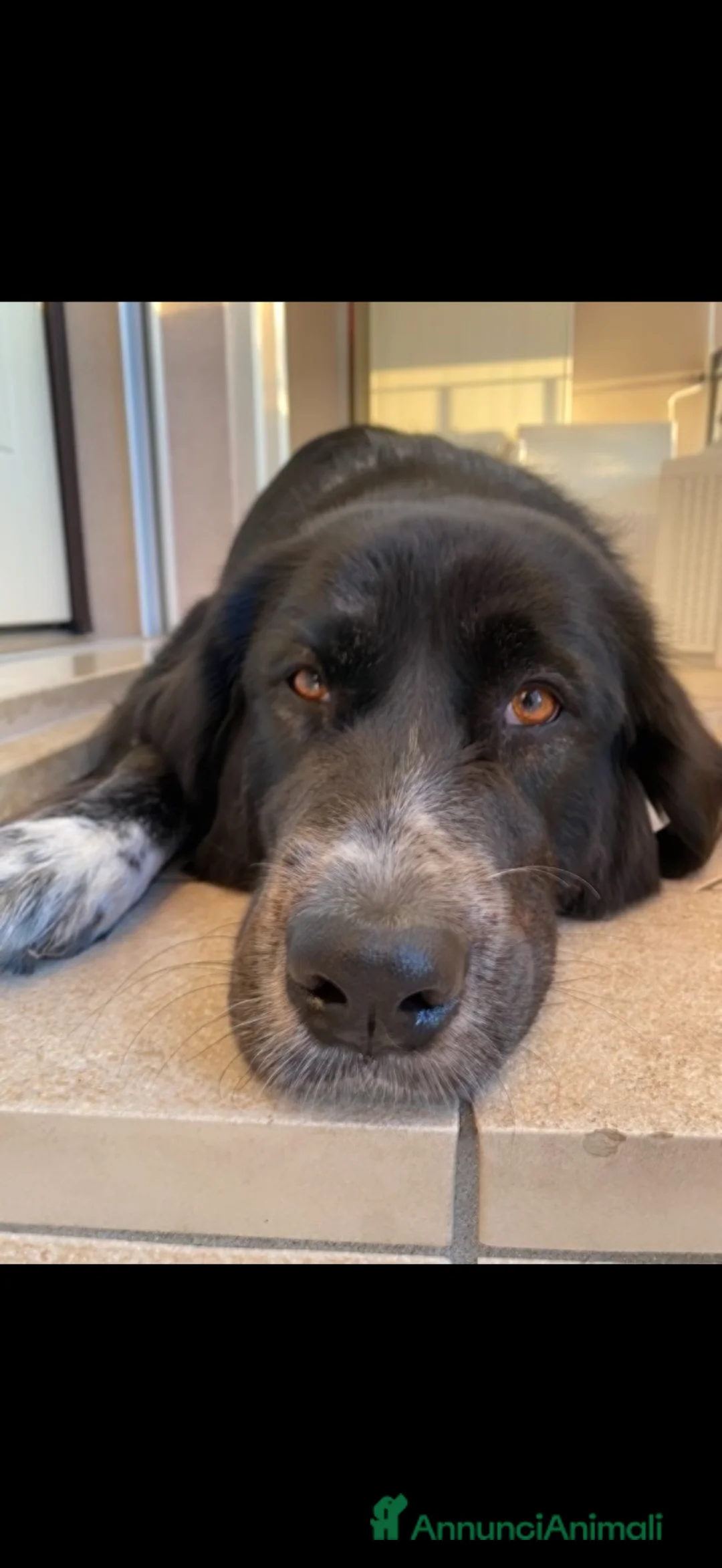 Meticcio cani in regalo: Mi chiamo chloe ho 5 anni  - Annuncio 1