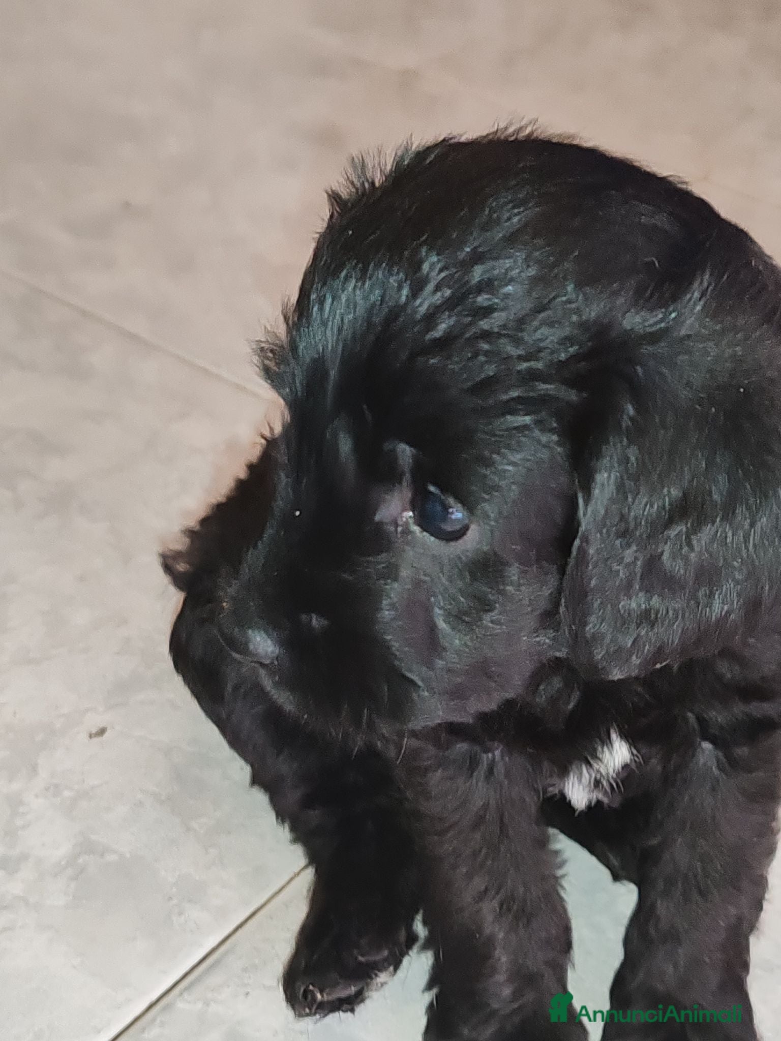 Meticcio cani Regalo Roma  - Annuncio 3