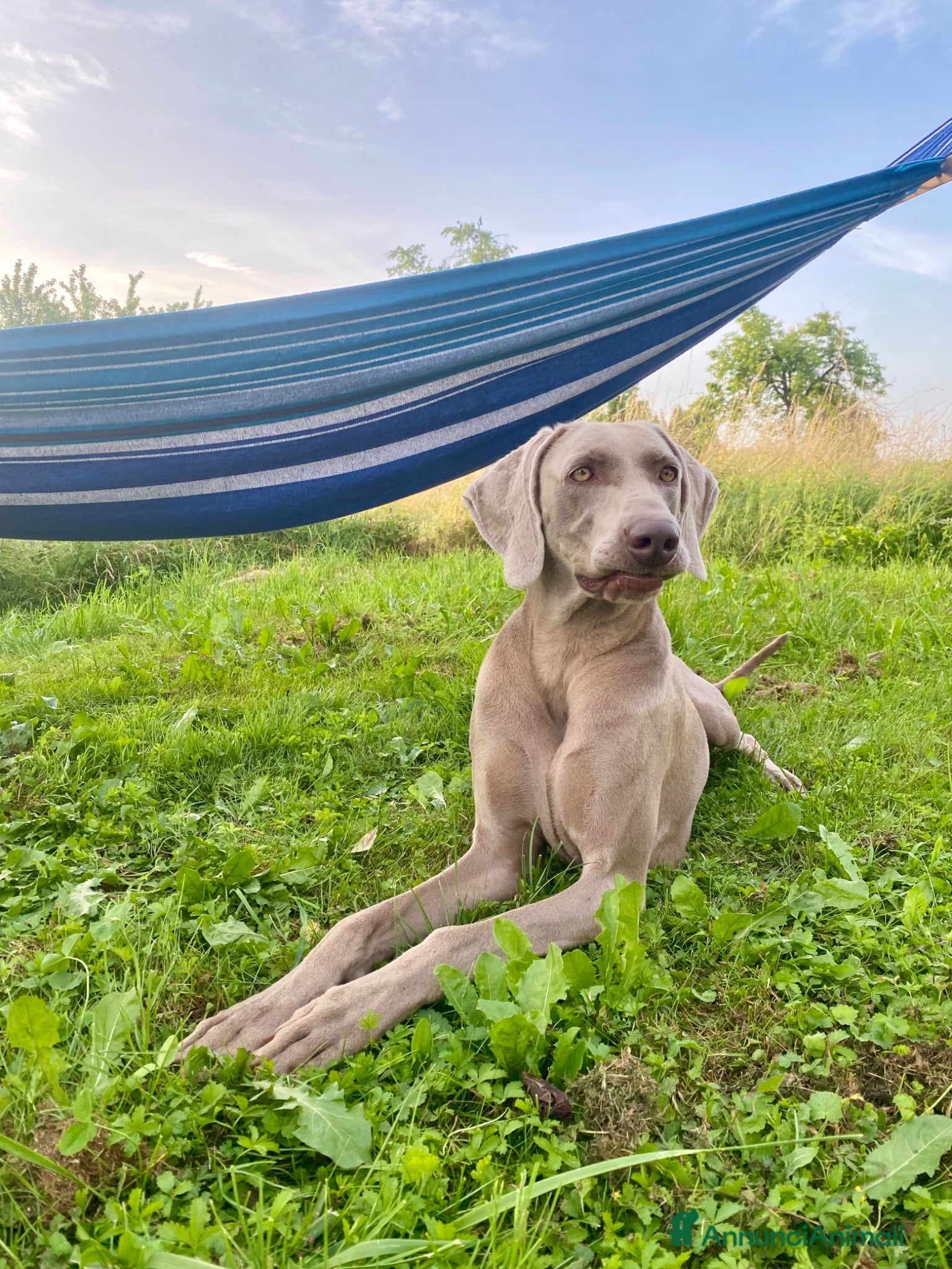 Weimaraner cani Cucciolata di 6 Weimaraner  - Annuncio 1
