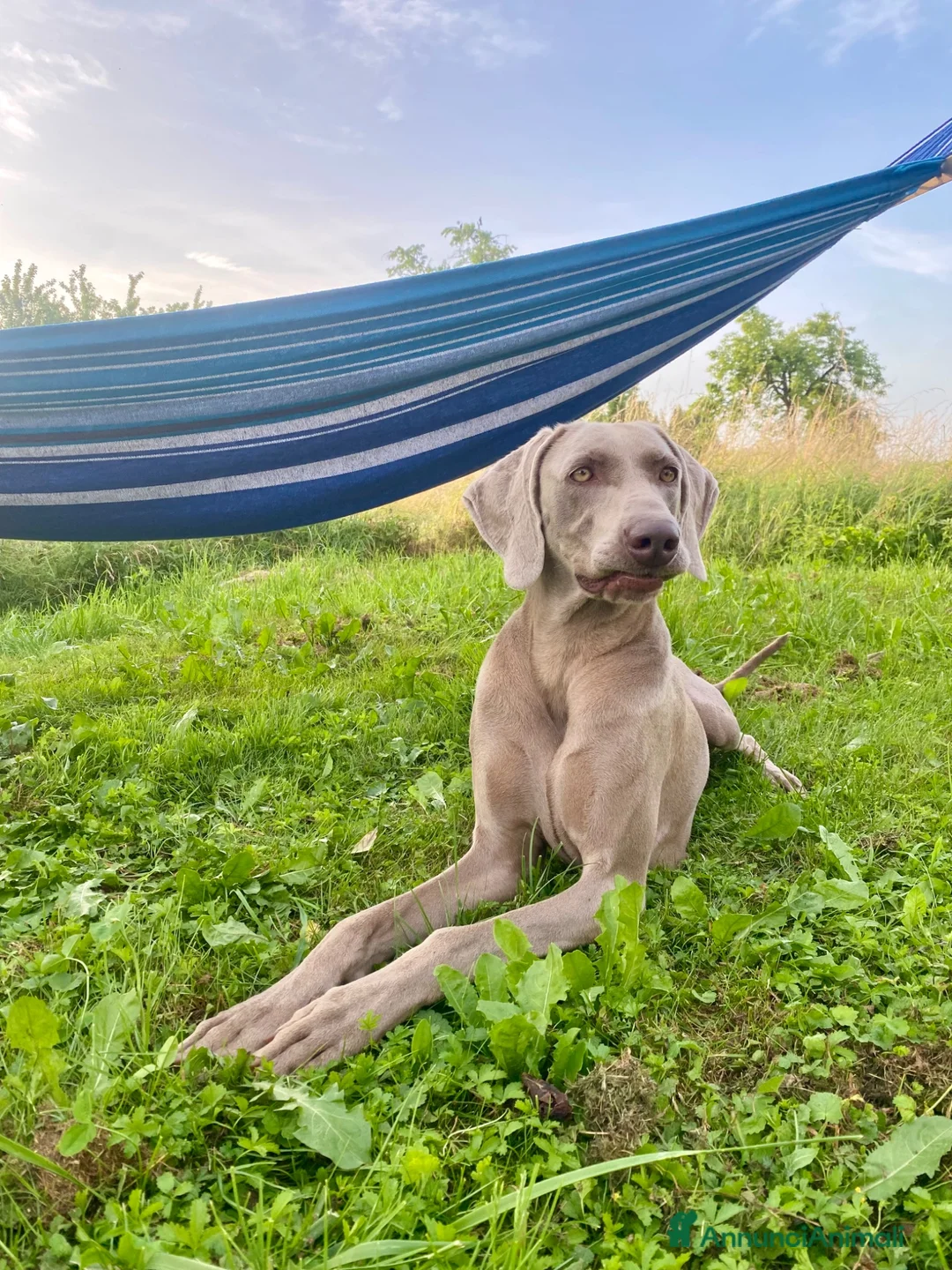 Weimaraner cani in vendita: Cucciolata di 6 Weimaraner  - Annuncio 1