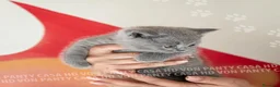 British gatti in vendita: Cuccioli British Shorthair con Pedigree - Annuncio 12