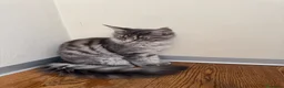 Maine Coon gatti in vendita: Cucciola di razza Maine Coon con pedigree AFeF - Annuncio 5