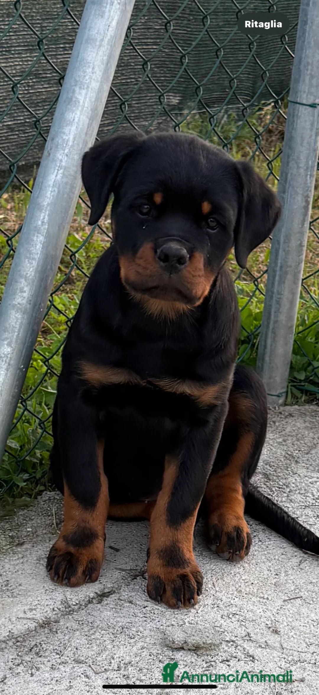 Rottweiler cani in vendita: Cuccioli di Rottwelier con pedigree  - Annuncio 8