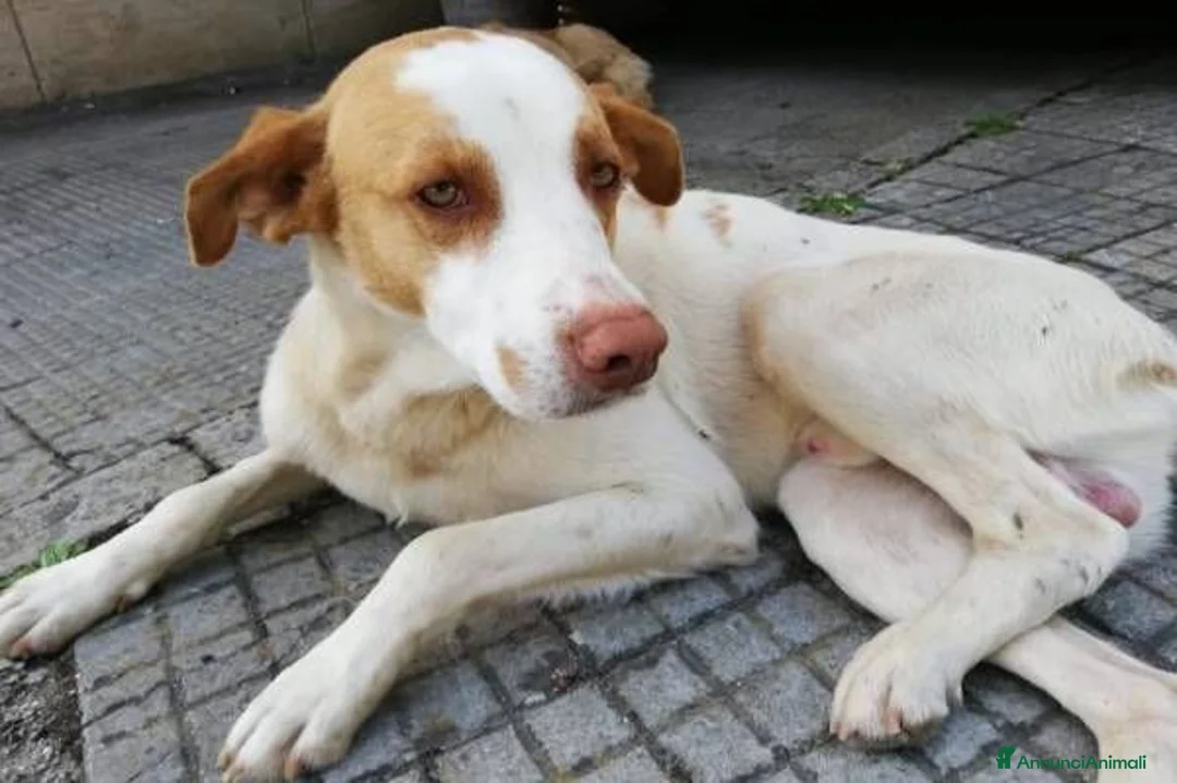 Meticcio cani in regalo: ARTU' giovane cercacoccole - Annuncio 2