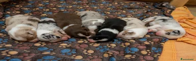 Australian Shepherd 4