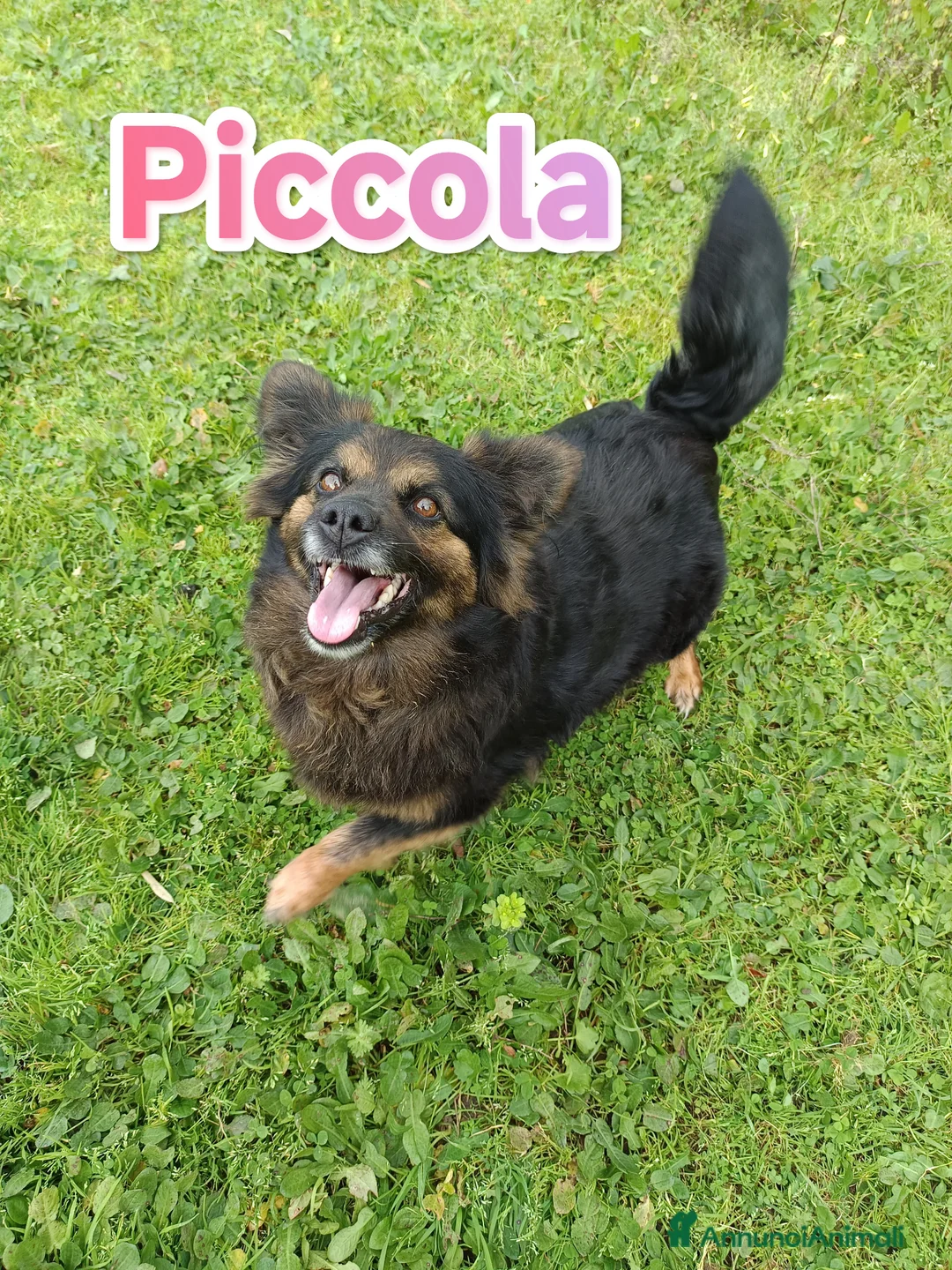 Meticcio cani in regalo: Piccola taglia medio piccola cerca famiglia a Provincia di Varese - Annuncio 1