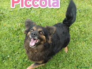 Meticcio cani Piccola taglia medio piccola cerca famiglia - Annuncio 41
