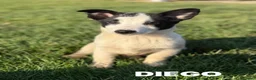 Meticcio cani in regalo: DIEGO, simpatico nanetto TG PICCOLA! Zampacorta - Annuncio 4