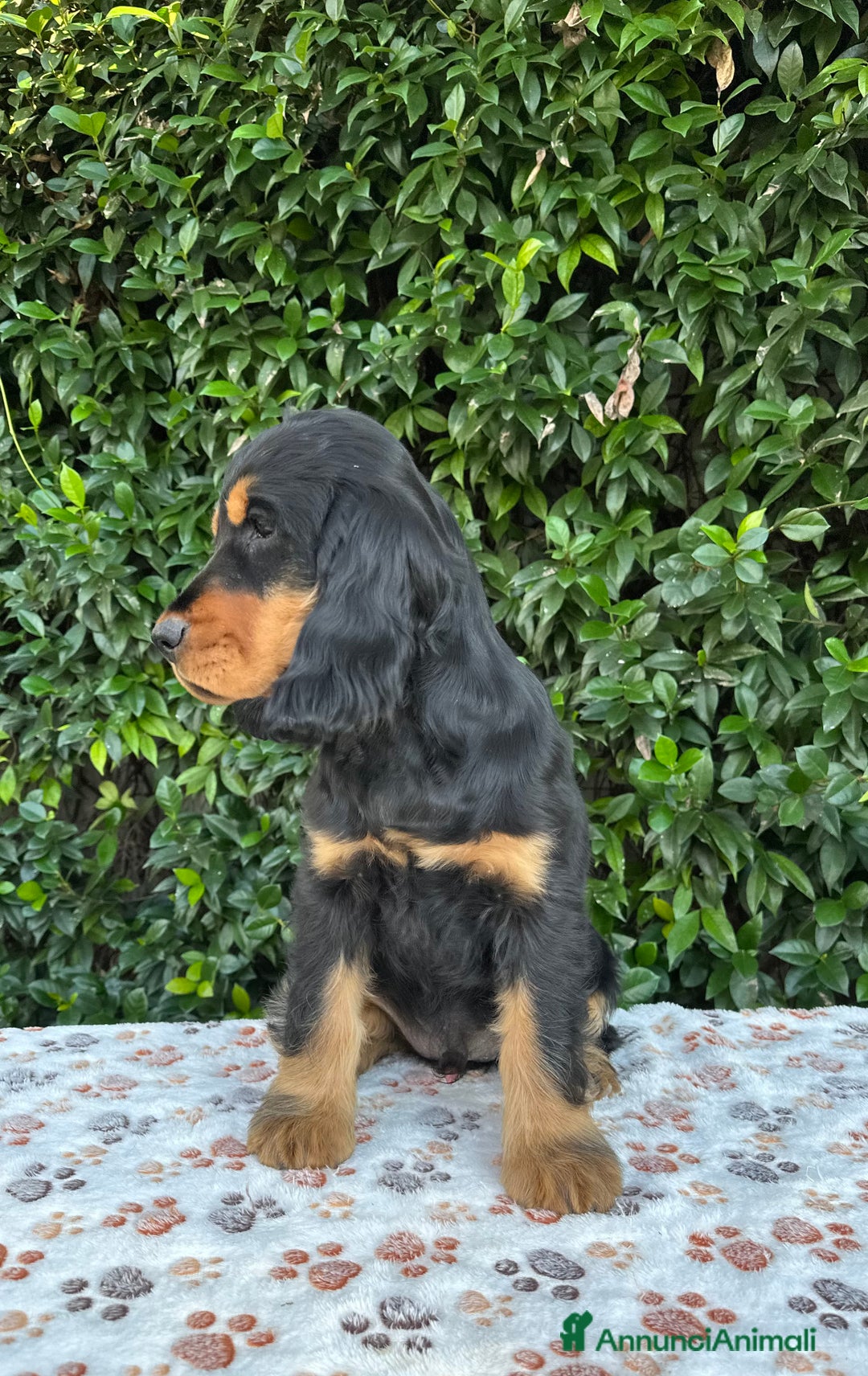 Cocker cani in vendita: Cocker spaniel inglese  - Annuncio 2