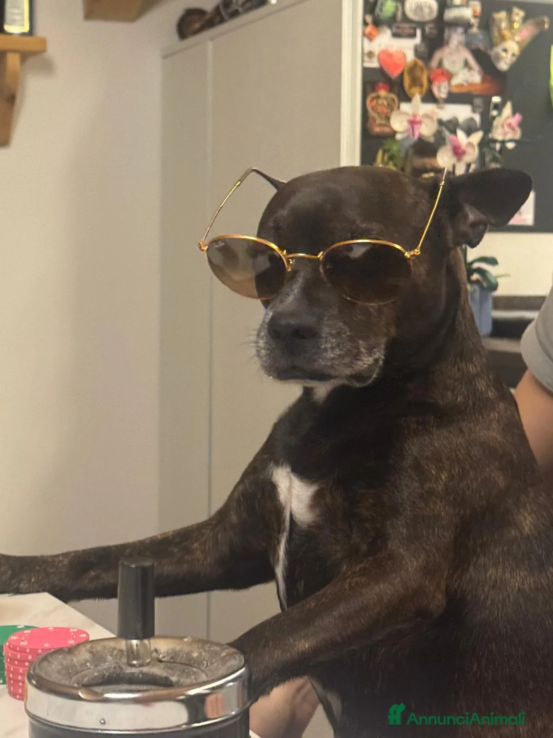 Meticcio cani per accoppiamento: Johnny cerca una compagna ❤️🐾 - Annuncio 2
