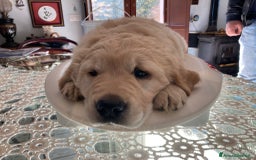 Golden Retriever cani in vendita: Cuccioli di Golden Retriever con pedigree a Provincia di Potenza - Immagine 8