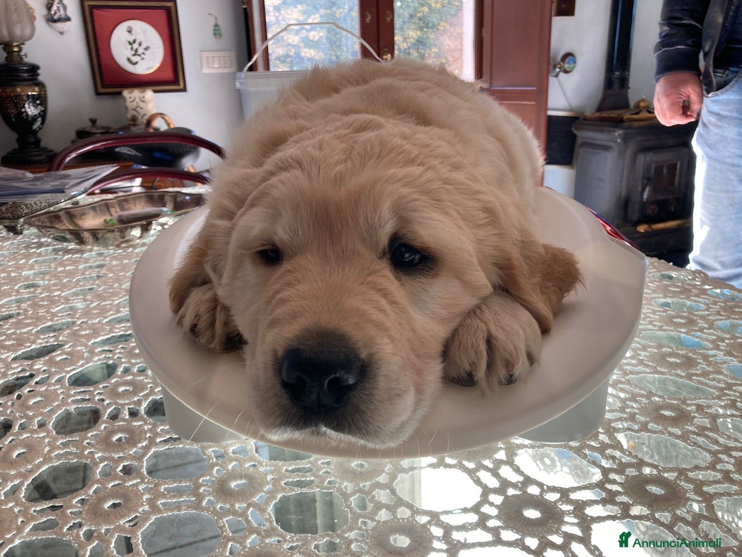 Golden Retriever cani in vendita: Cuccioli di Golden Retriever con pedigree a Provincia di Potenza - Immagine 8