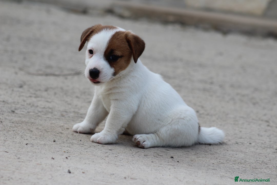 Jack Russell cani in vendita: JACK RUSSELL TERRIER a Provincia di Foggia - Immagine 4
