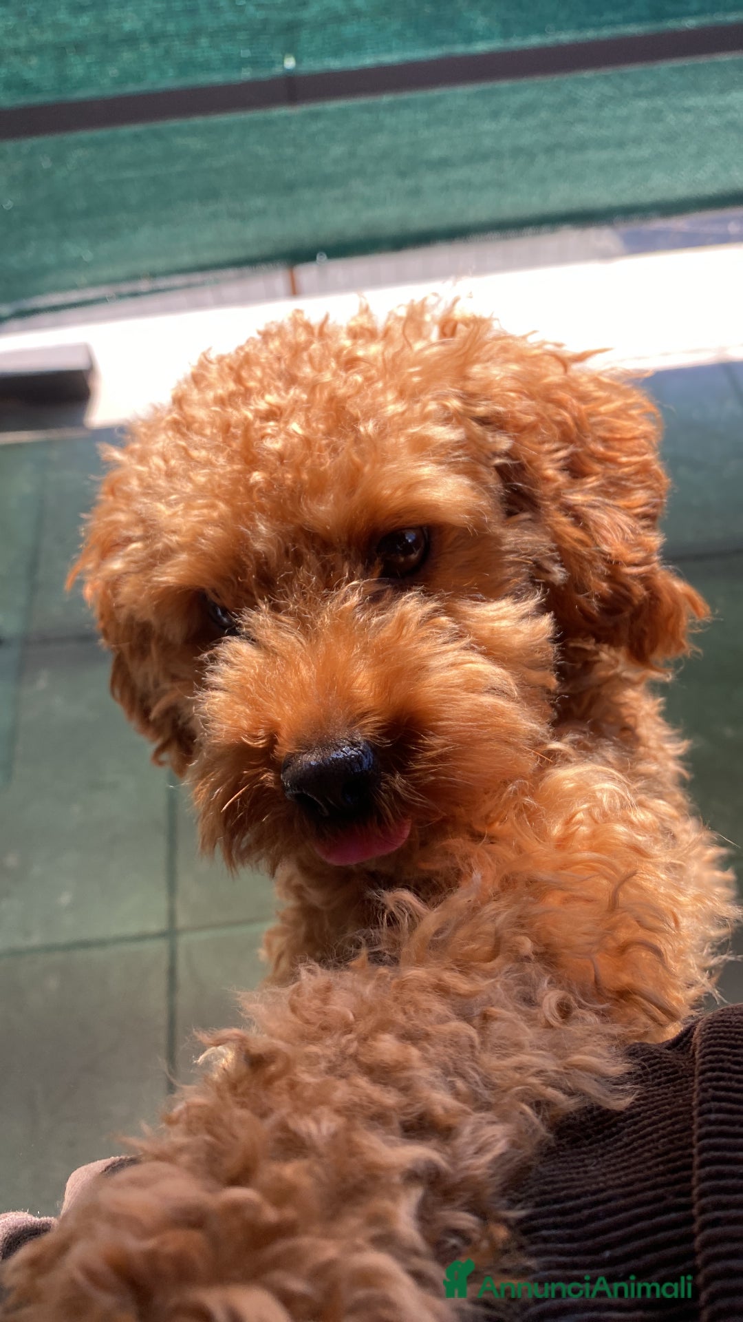 Barboncino Toy cani per accoppiamento: Briggs cerca una barboncina con cui accoppiarsi  - Annuncio 2