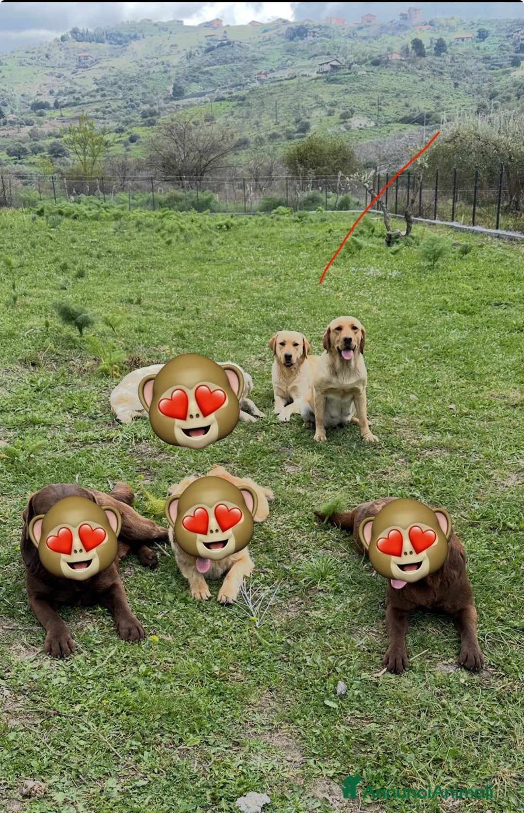 Labrador cani in vendita: Labrador miele  - Immagine 11