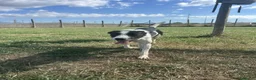 Meticcio cani in regalo: Adidas, simpatica come il suo nome - Annuncio 8